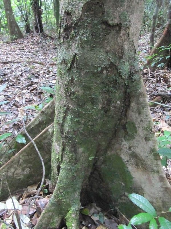 Xylopia nitida 10