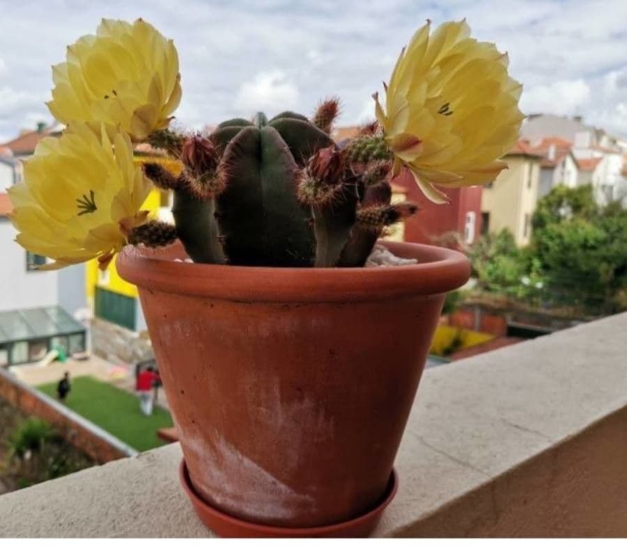 Cactus riccio