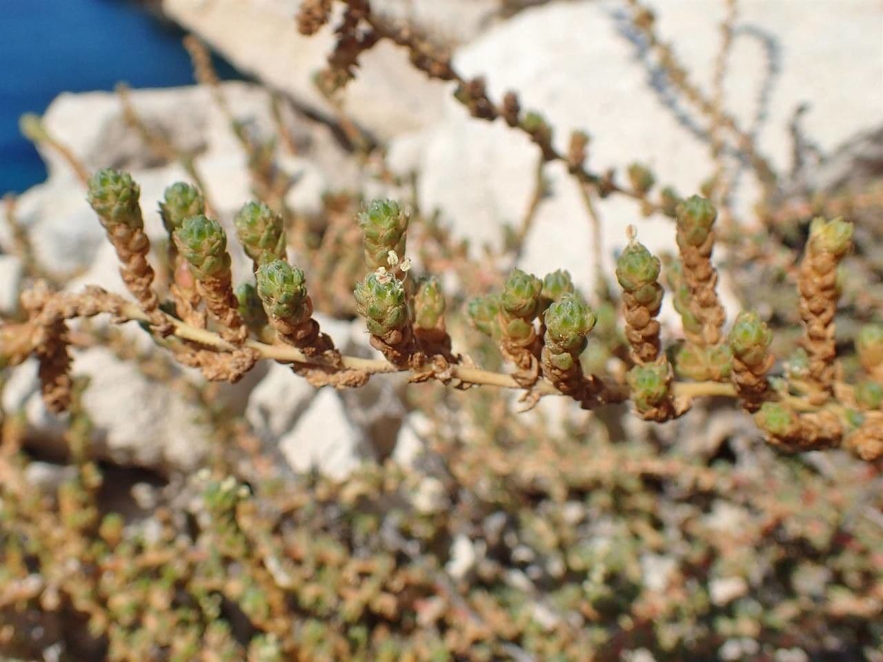 Camphorosma 13