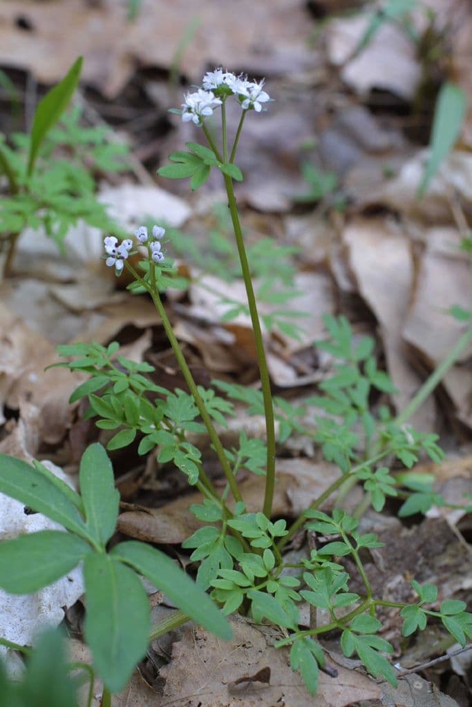 Erigenia bulbosa 4