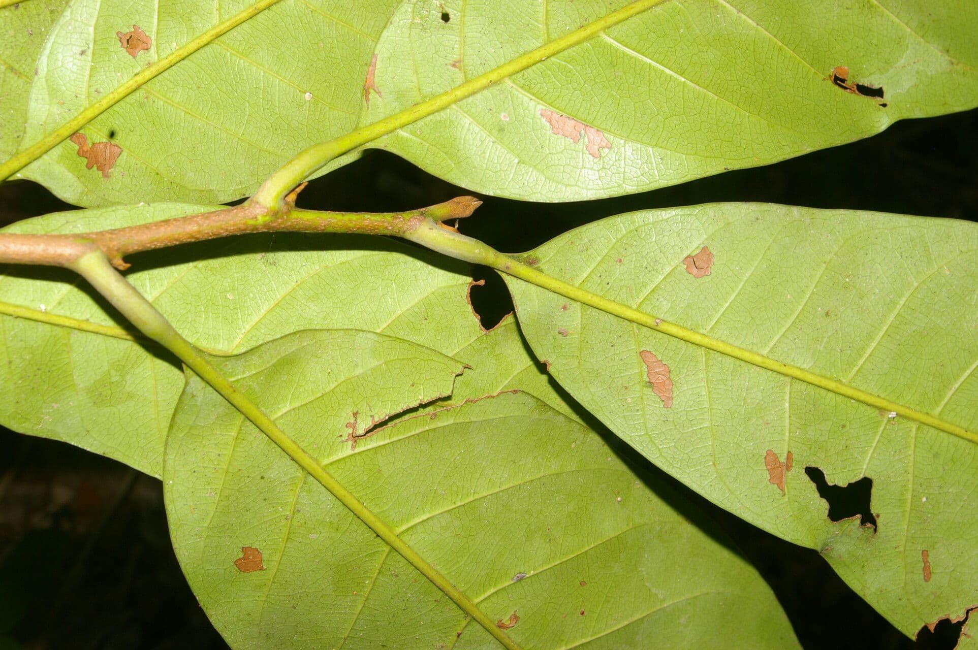 Pouteria 2
