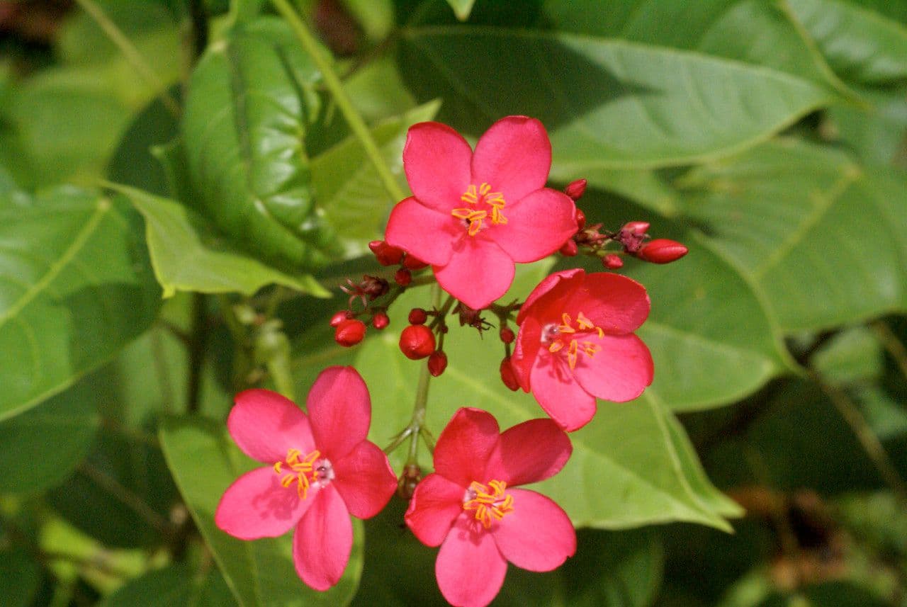 Jatropha integerrima 15