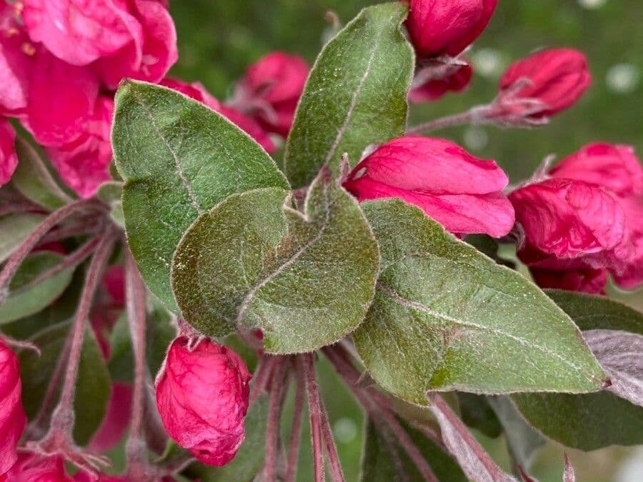 Melo da fiore del Giappone 16