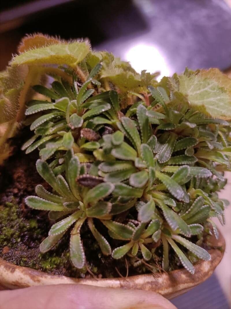 Saxifrage incrustée 15