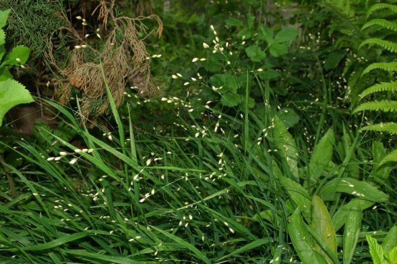 Melica uniflora 11