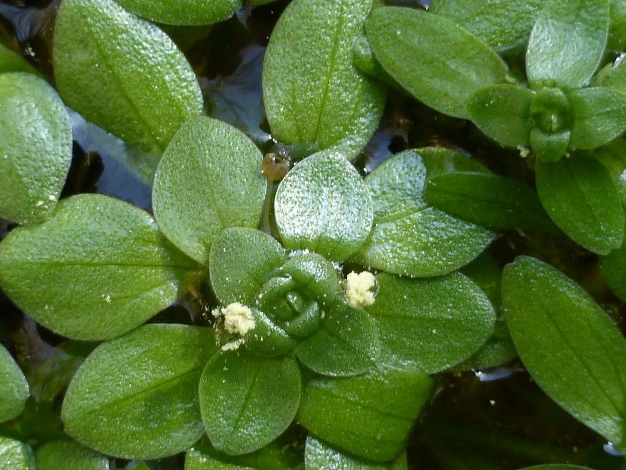Callitriche brutia 8