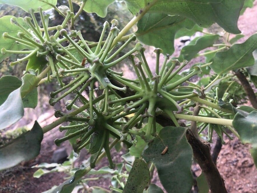 Uncarina