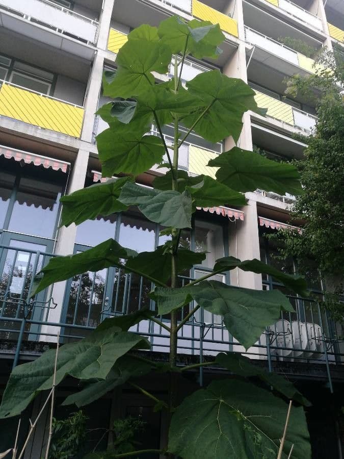 Blauglockenbaum 14