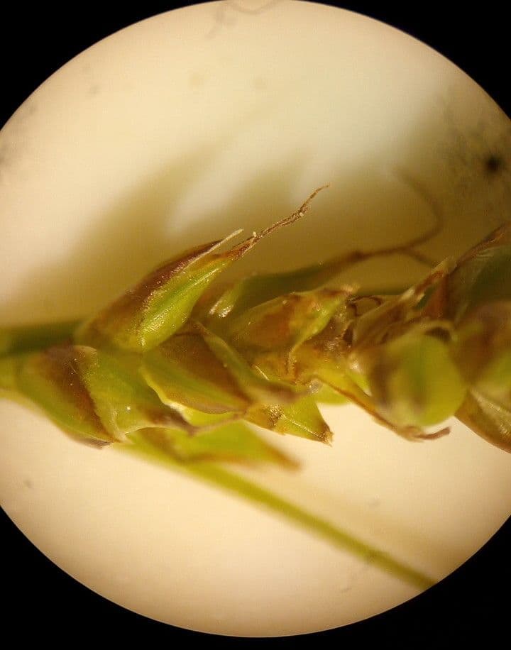 Carex liparocarpos 9