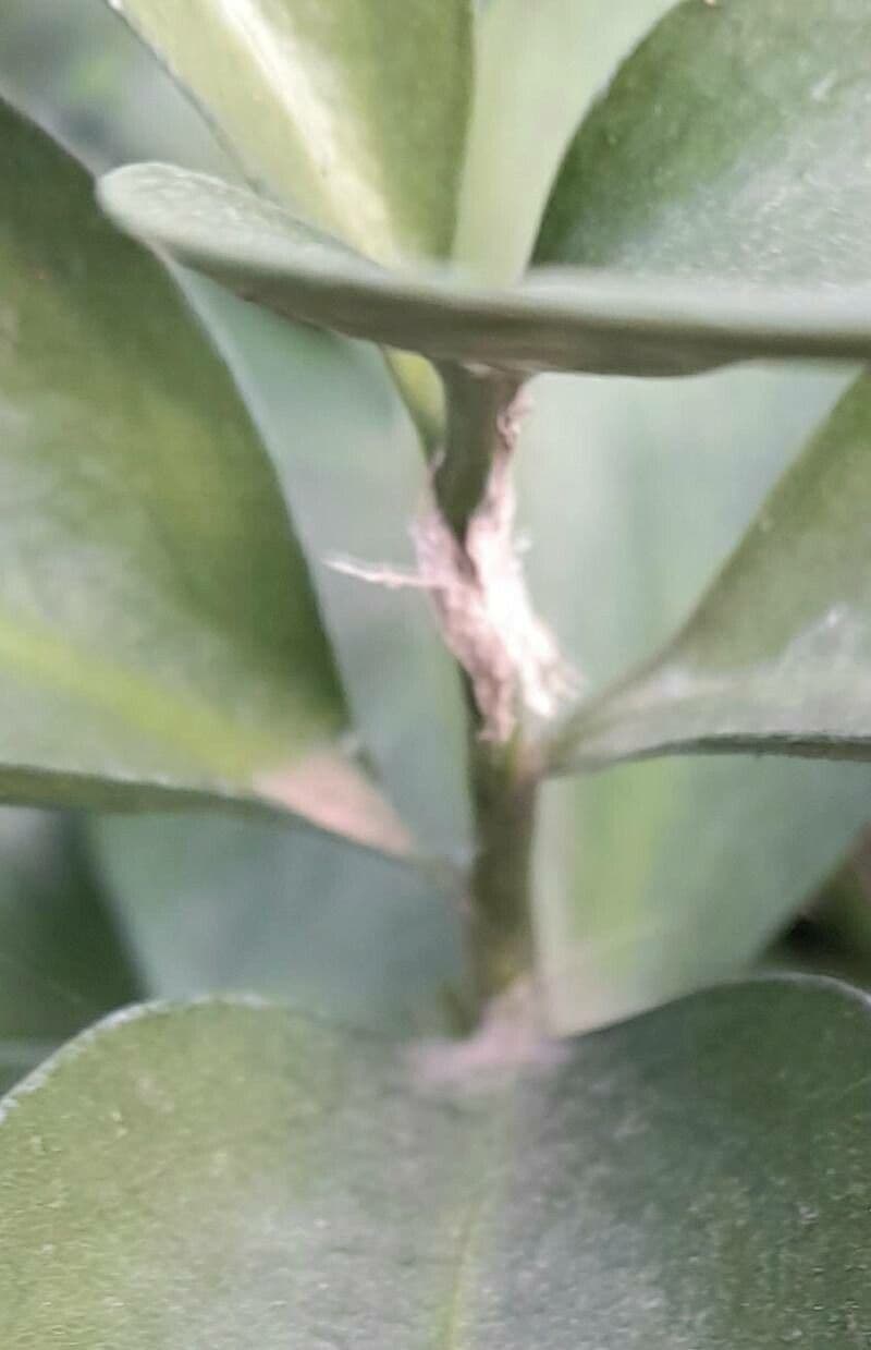 Ruscus hypoglossum 19