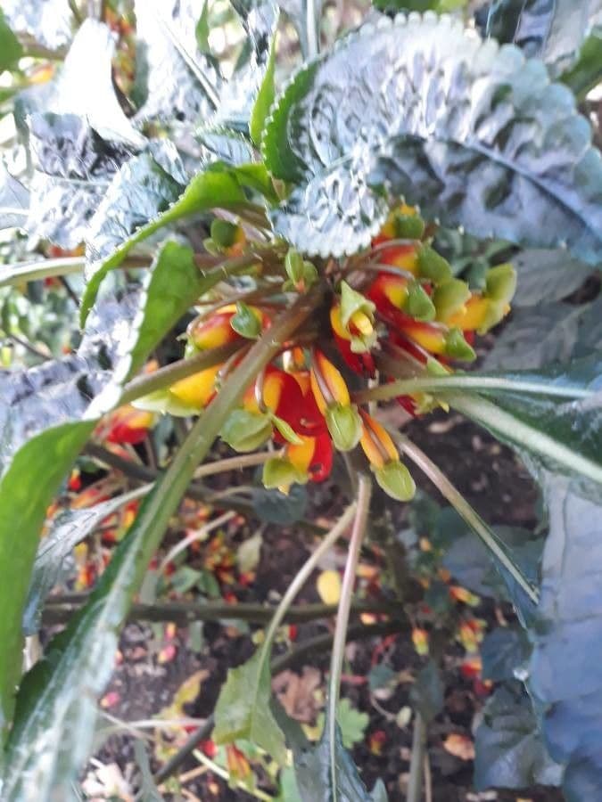 Impatiens 7