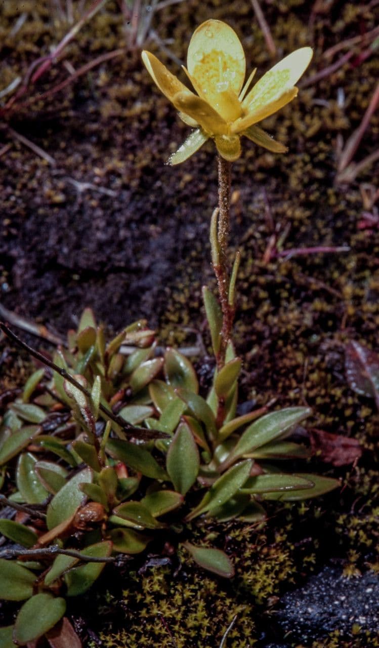 Sassifraga hirculus 7