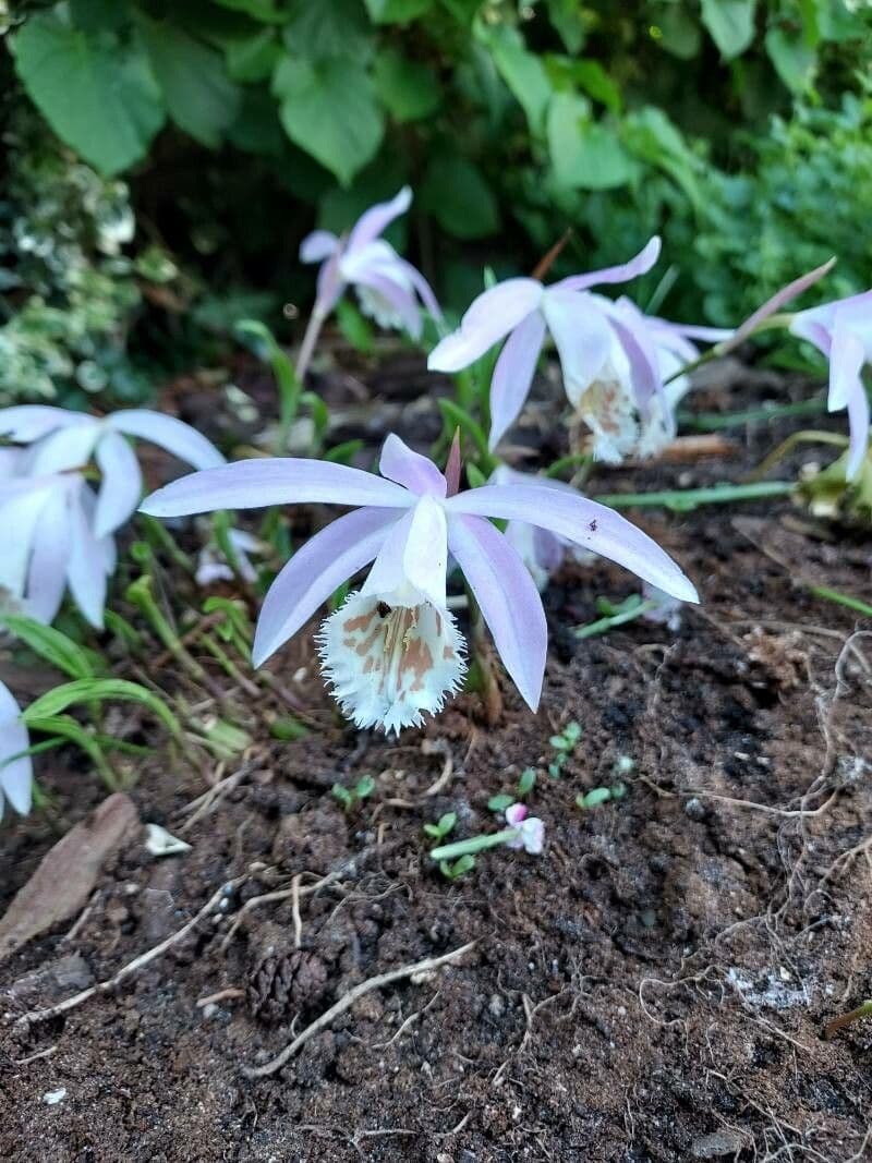 Pleione