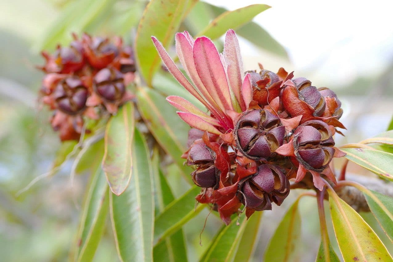 Xanthostemon