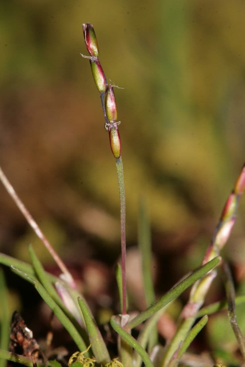 Mibora minima 12
