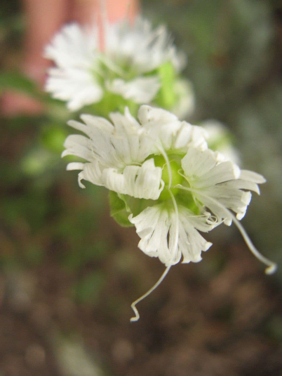 Silene stellata