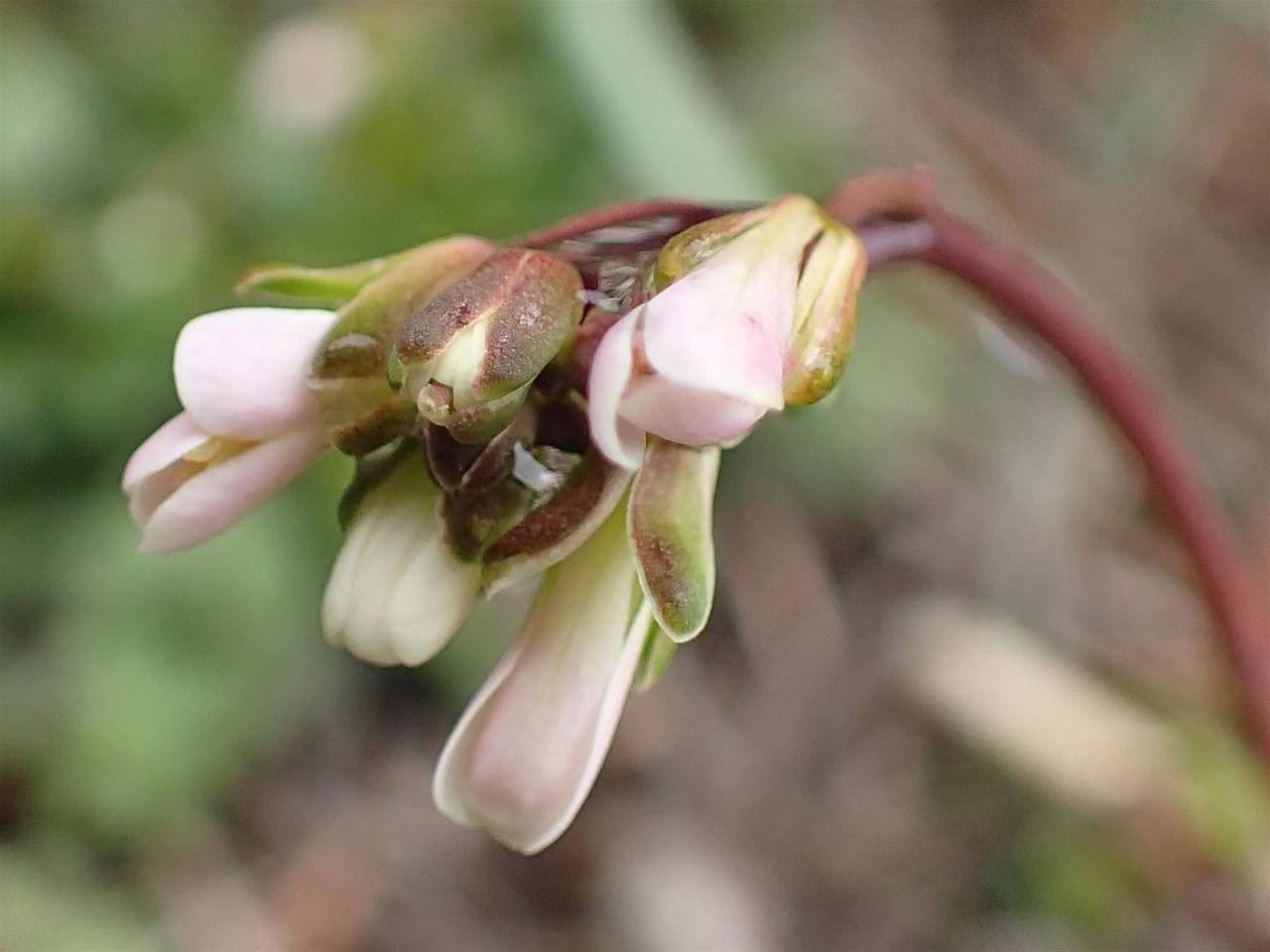 Arabis scabra 5