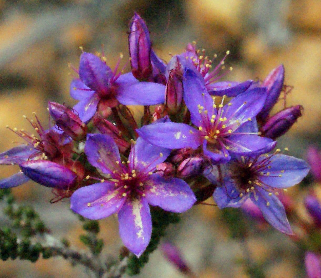 Calytrix leschenaultii 3