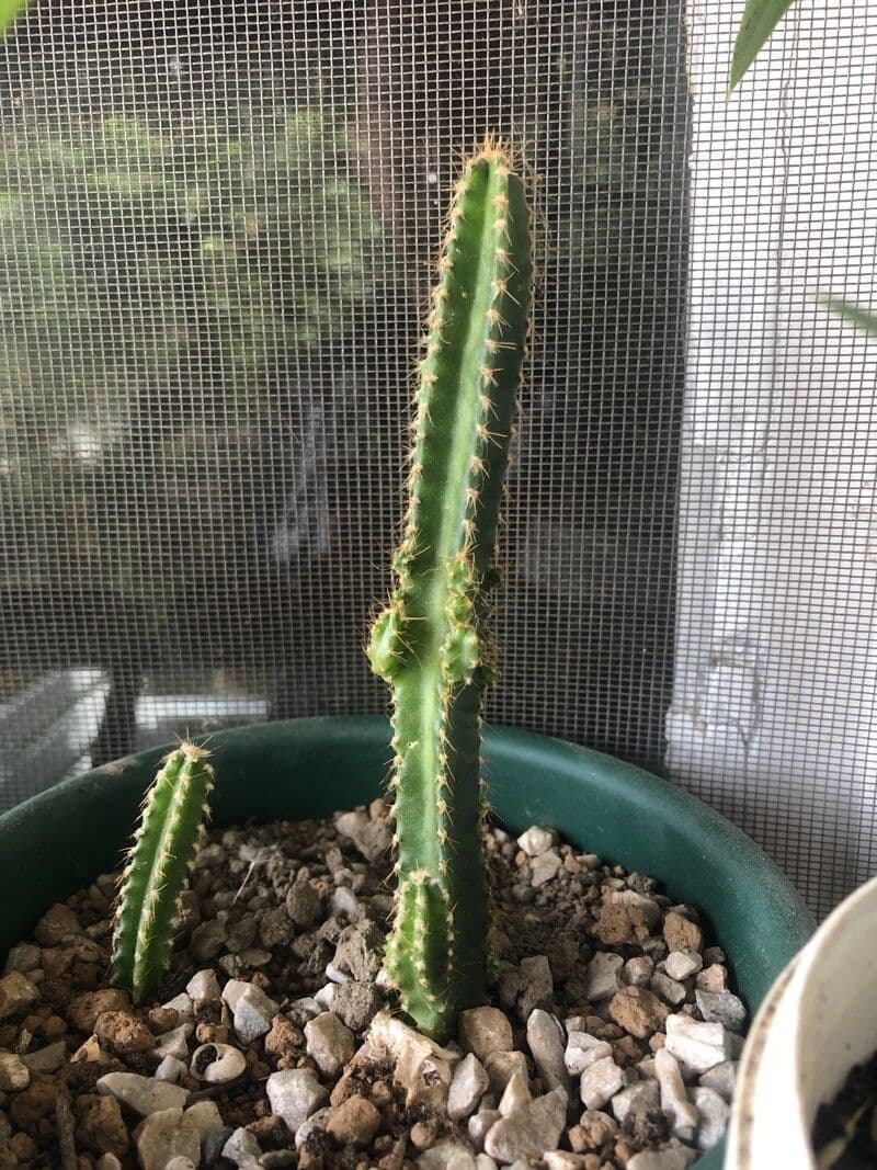 Cactus 18
