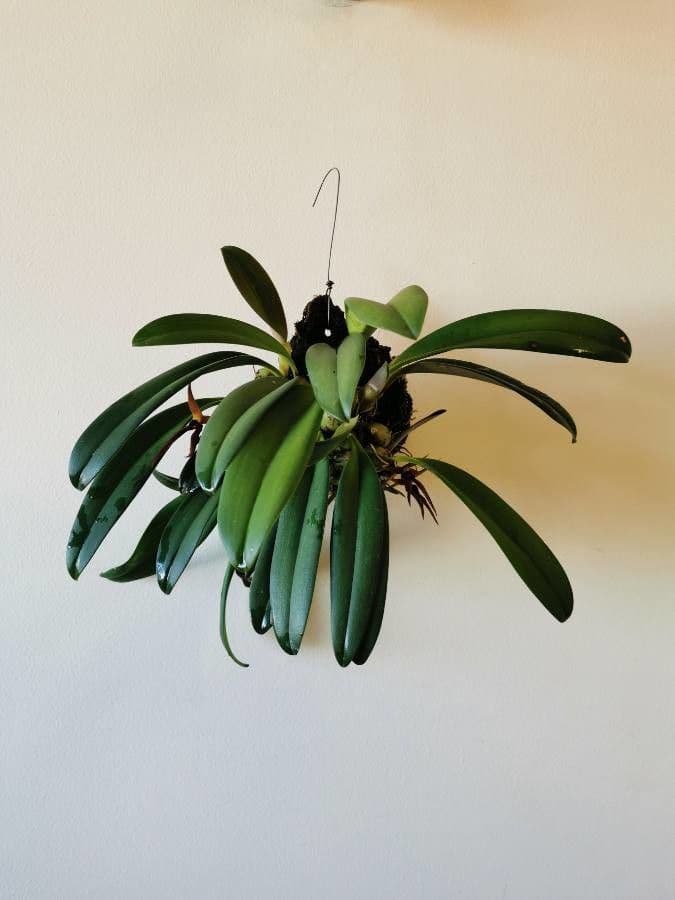 Bulbophyllum nymphopolitanum