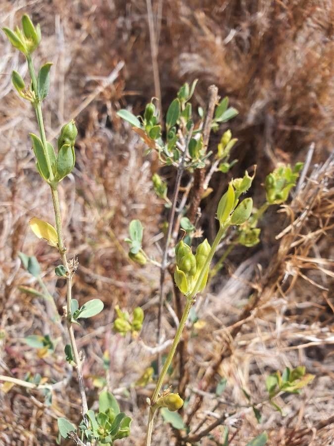 Cadaba farinosa 11