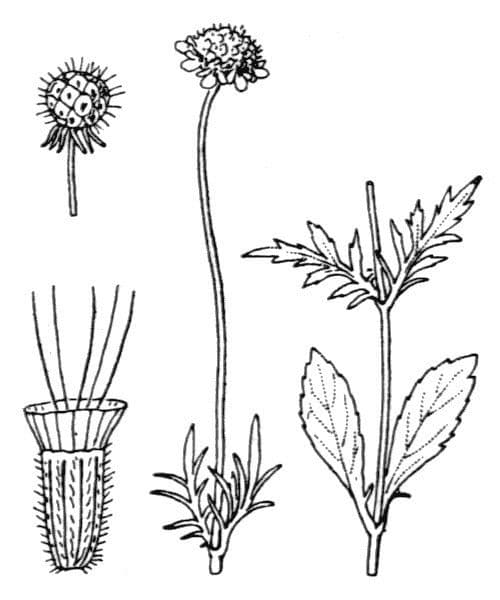 Vedovina lucida 24