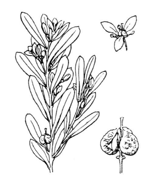 Cneorum 23