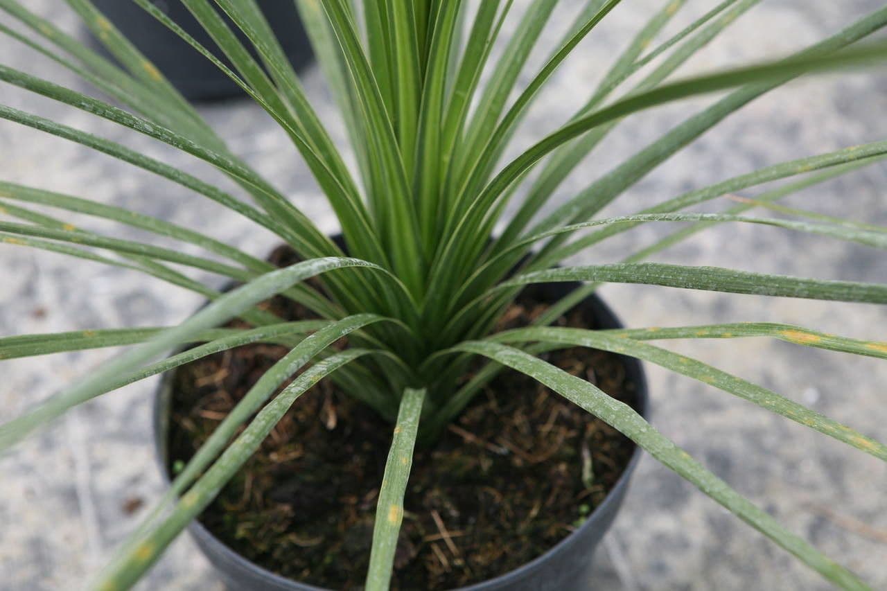 Cordyline 11