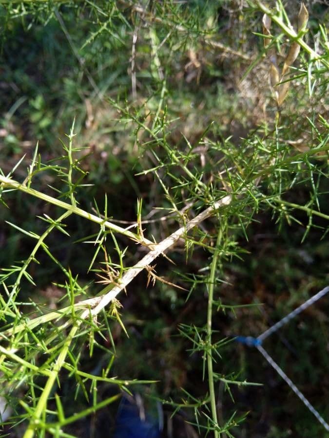 Ginestrone minore 21