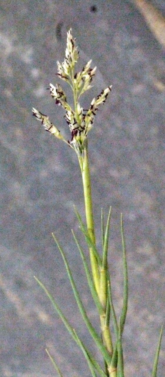 Sporobolus 24