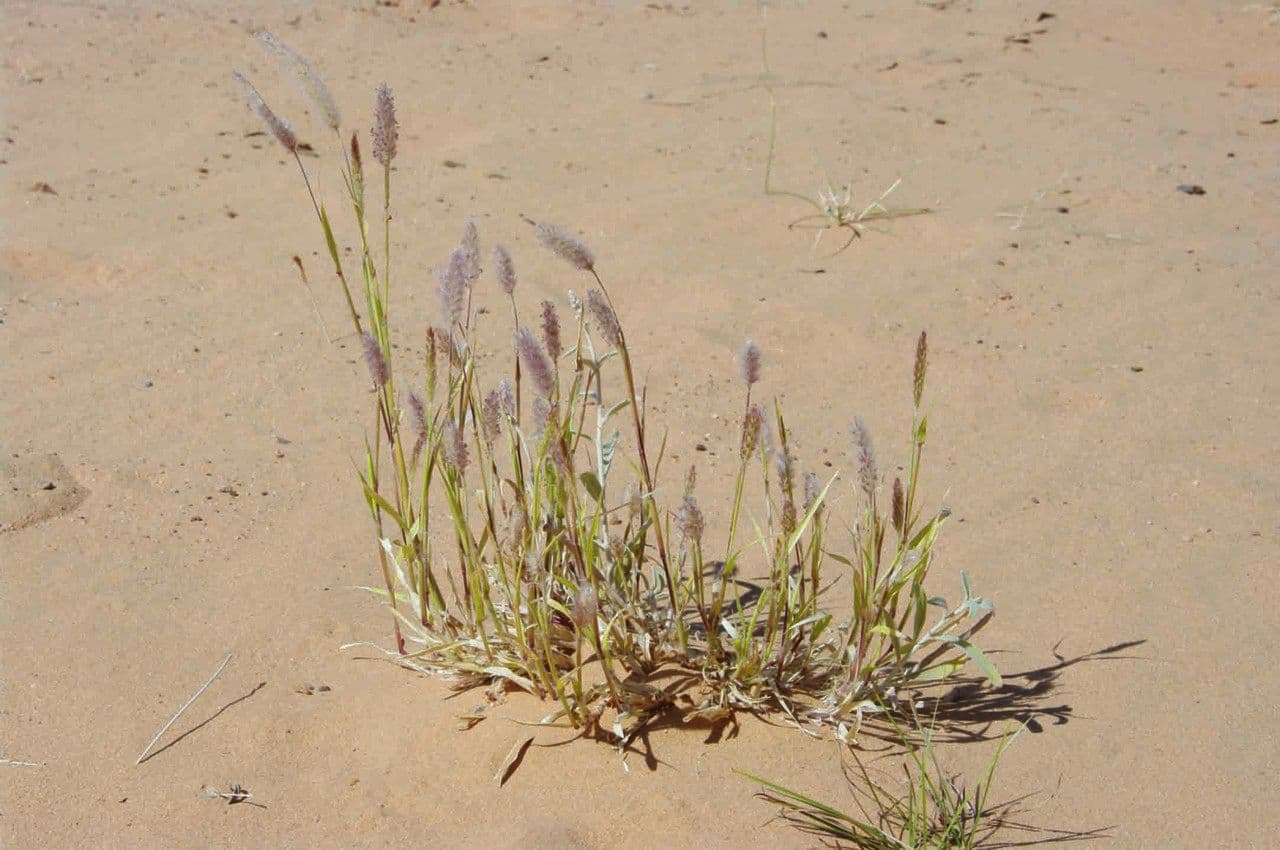 Cenchrus violaceo 7