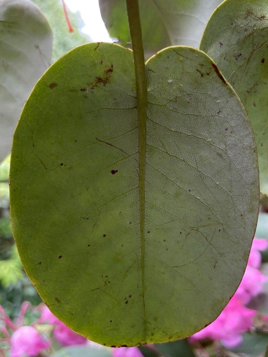 Rododendro 17