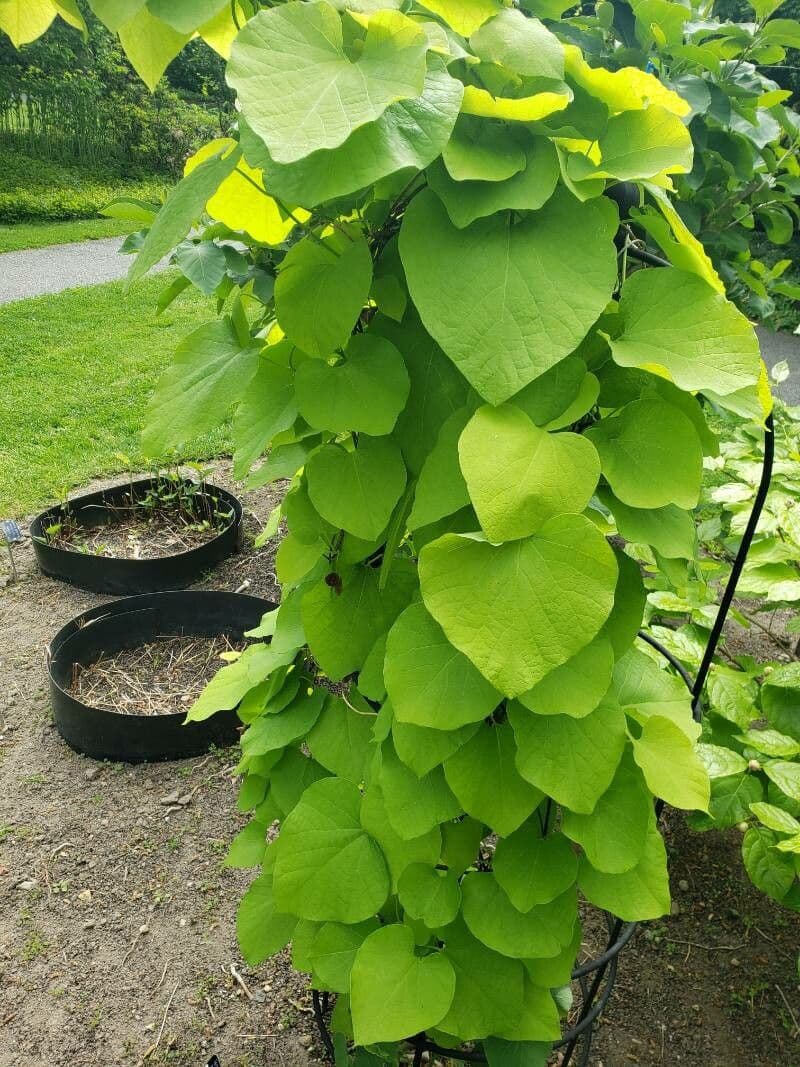 Großblättrige Osterluzei 12