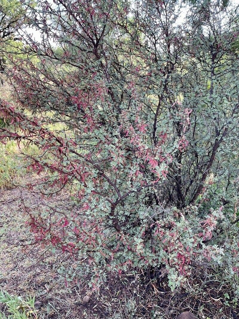 Mimosa spinosa 10