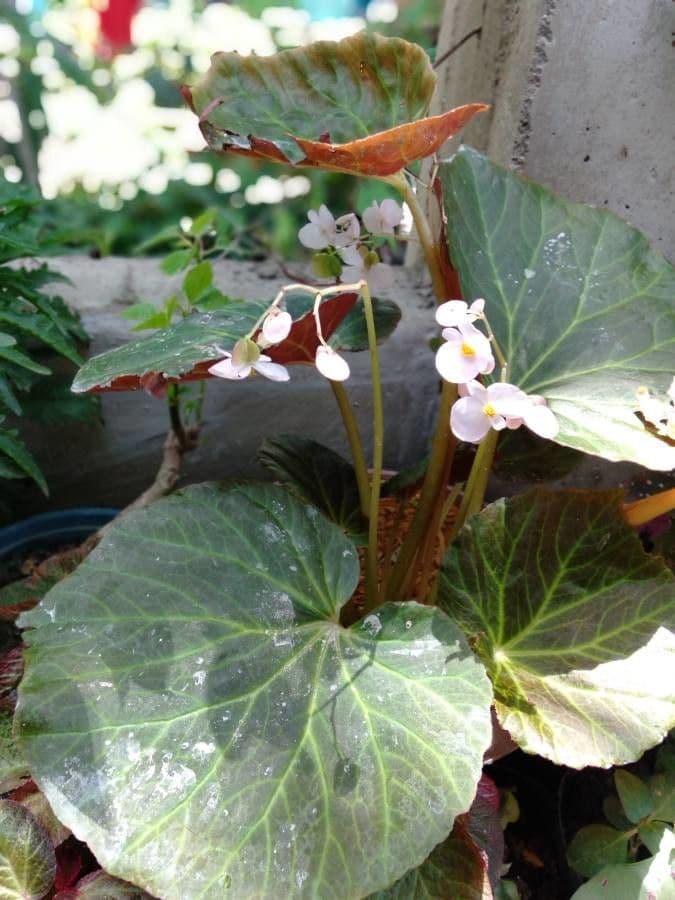 Begonia 9