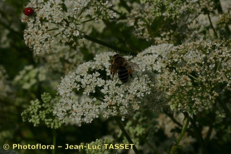 Celer svraštěný 2