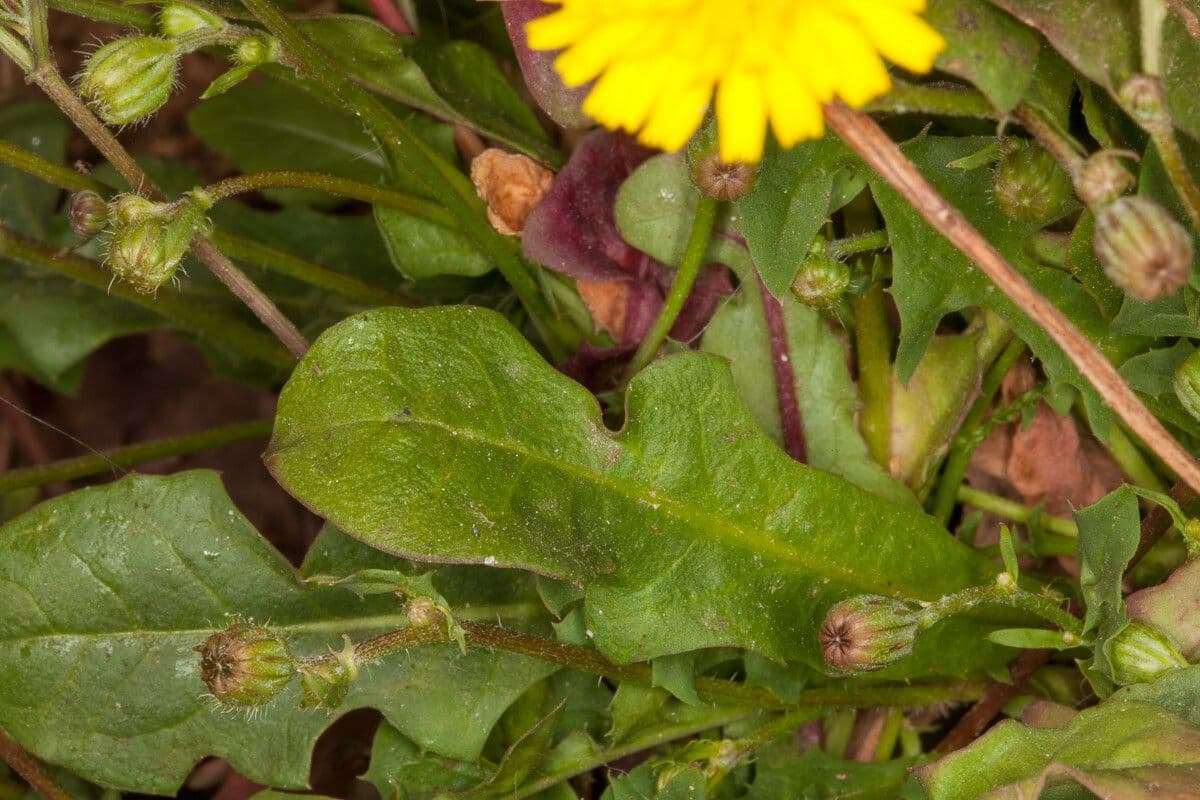 Crepis 12