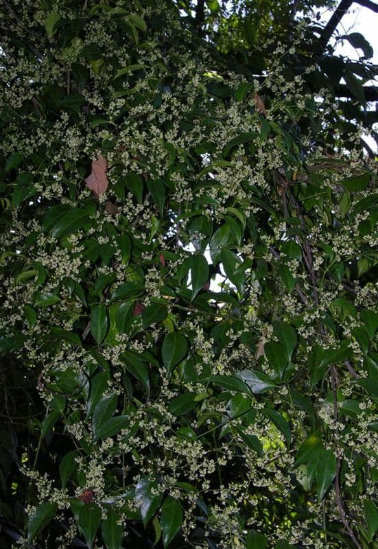 Tassadia 10