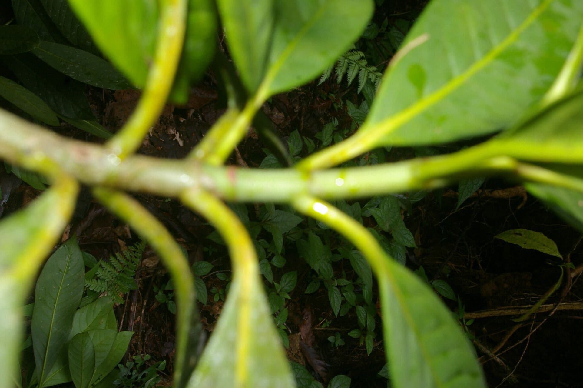Chrysochlamys 8