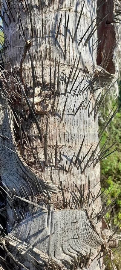 Palma da cocco gialla 16