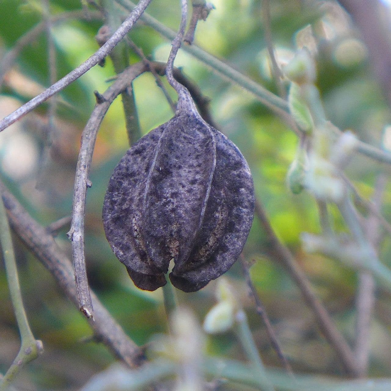 Podkovka kalifornská 3