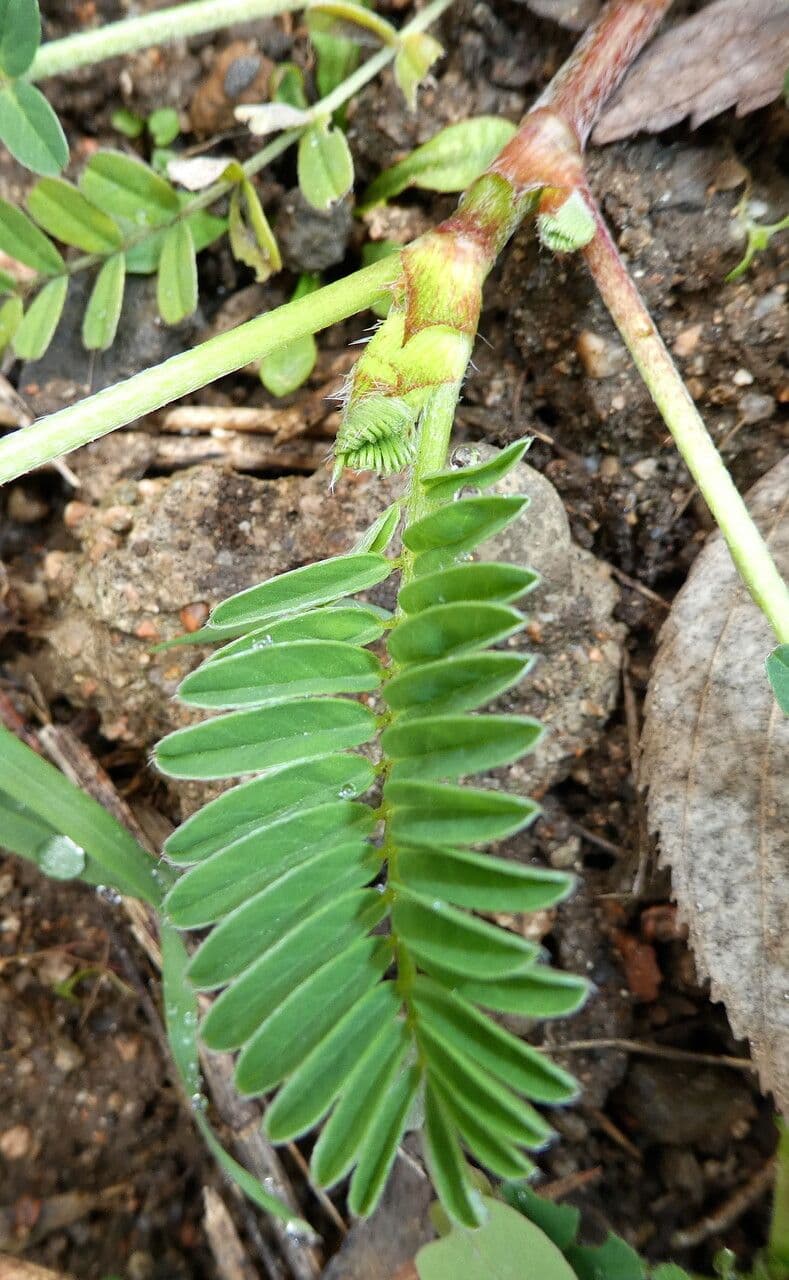 Astragalus hamosus 22