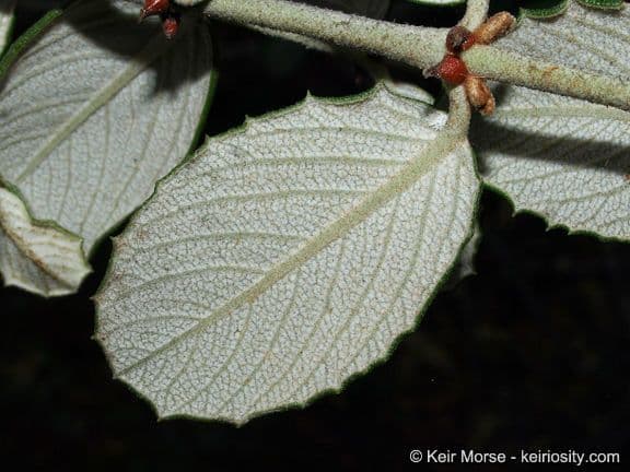 Ceanothus 19