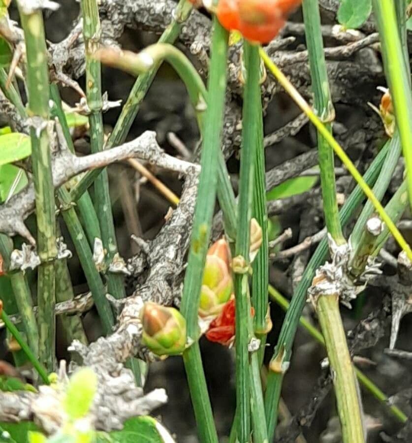 Efedra 6