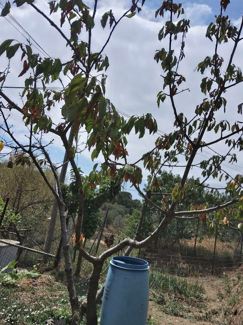 Ceiba 5