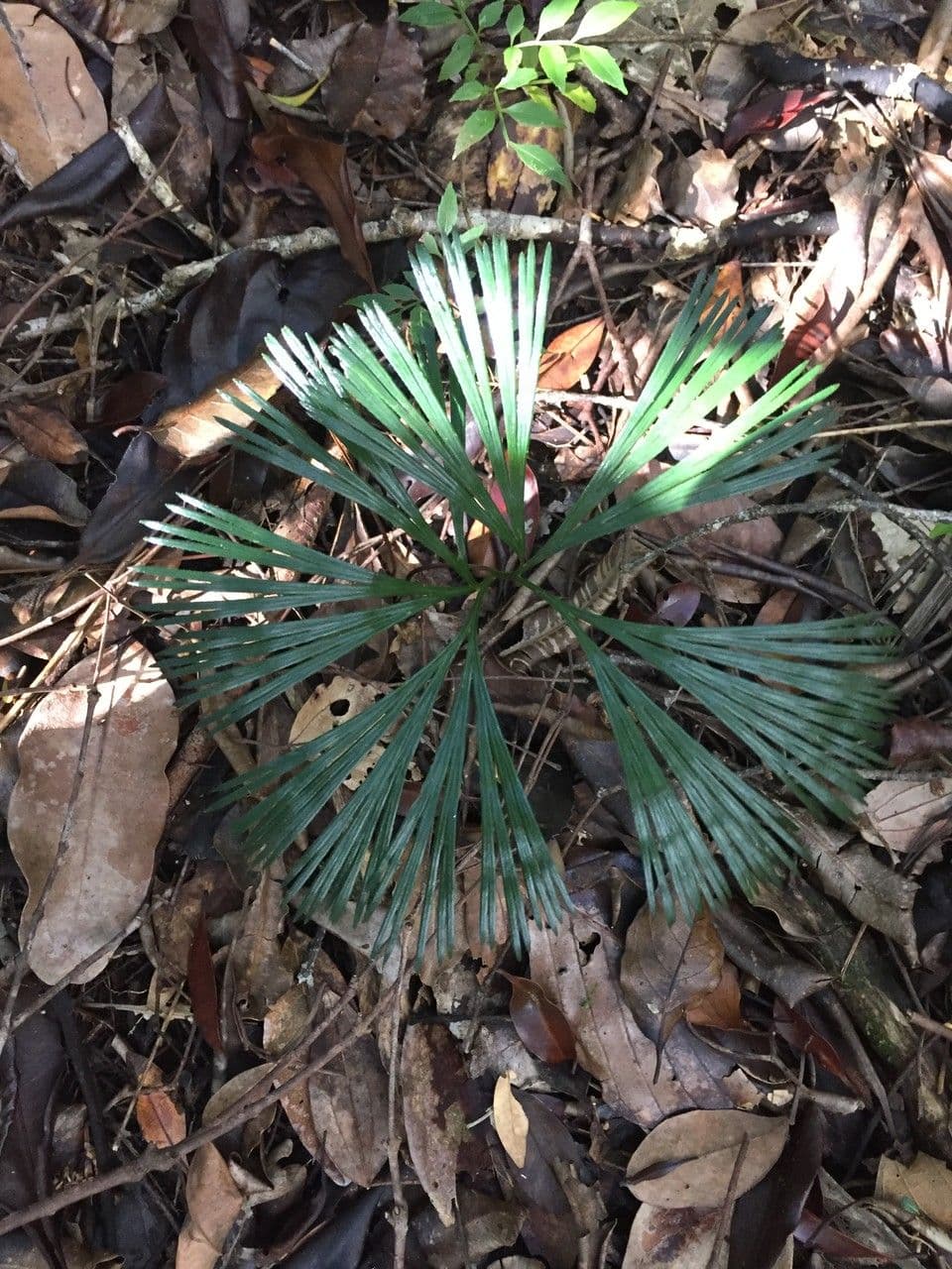 Schizaea 2