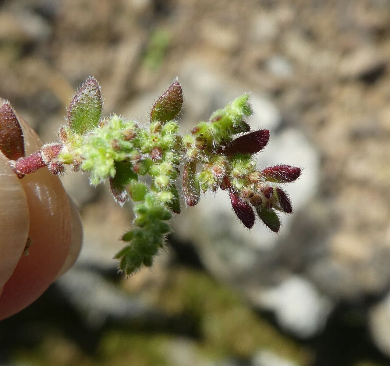 Herniaria hirsuta 22