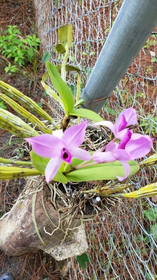 Orchidea 11