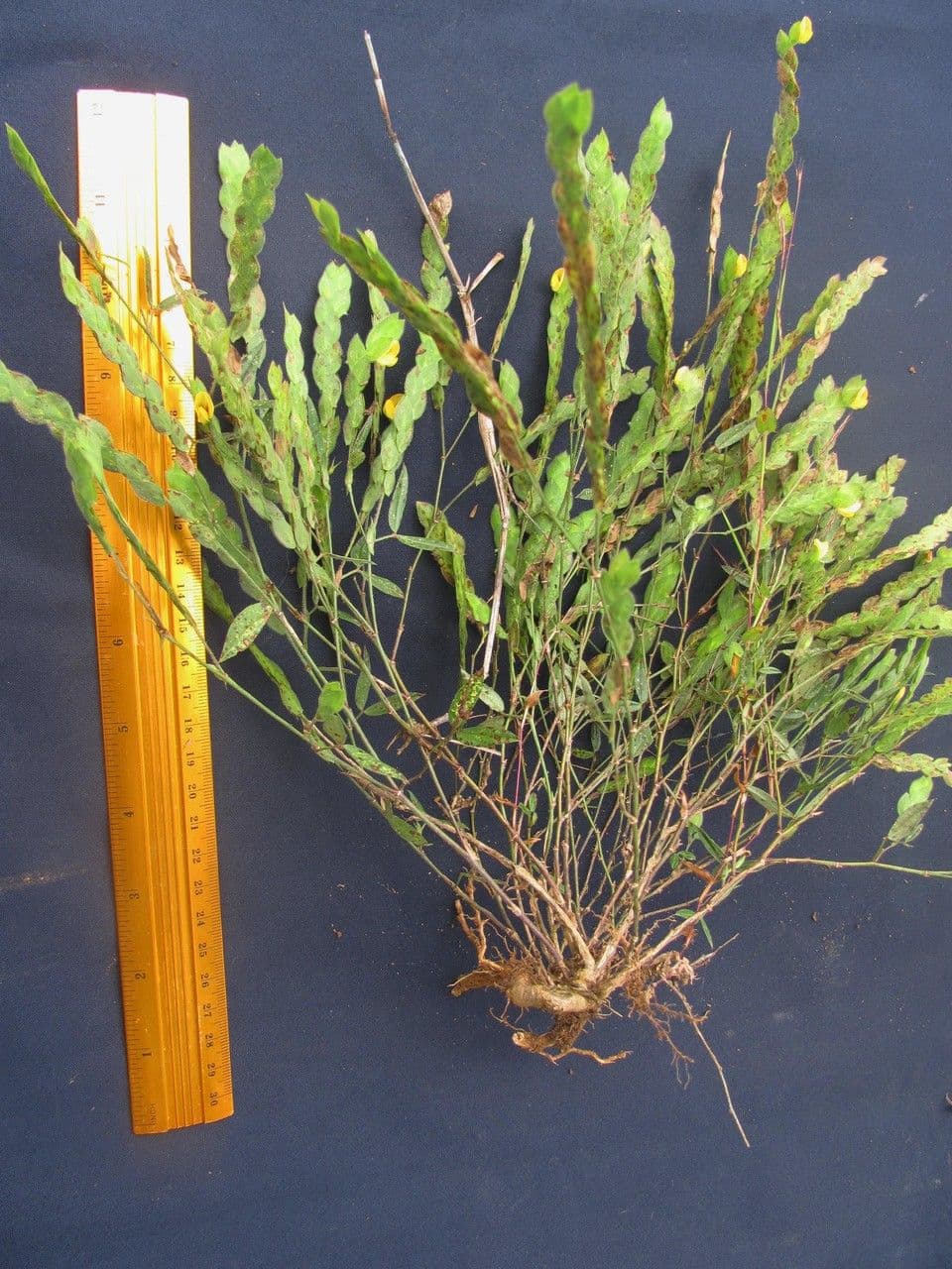 Zornia reticolata 20