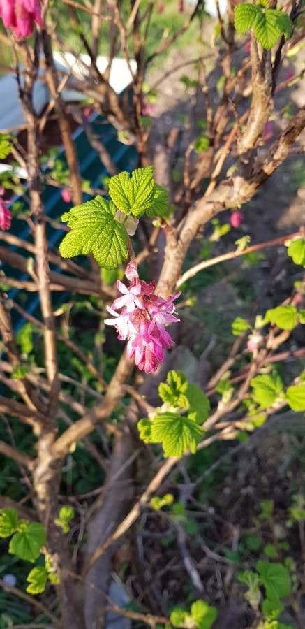Ribes a fiori 10
